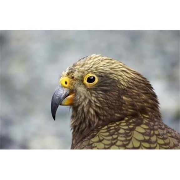 Kea Alpine Parrot Tropical Bird New Zealand Poster Print by David Wall - 35 x 24 in.
