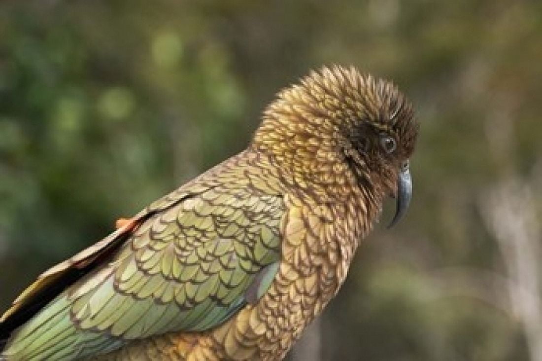 Kea New Zealand Alpine Parrot South Island New Zealand Canvas Art - David Wall DanitaDelimont (36 x 24)