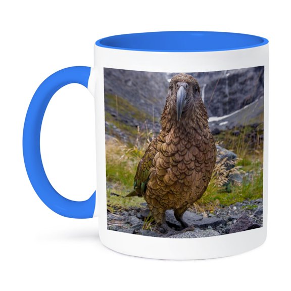3dRose, Kea or mountain parrot, New Zealand, 11oz Two-Tone Blue Mug