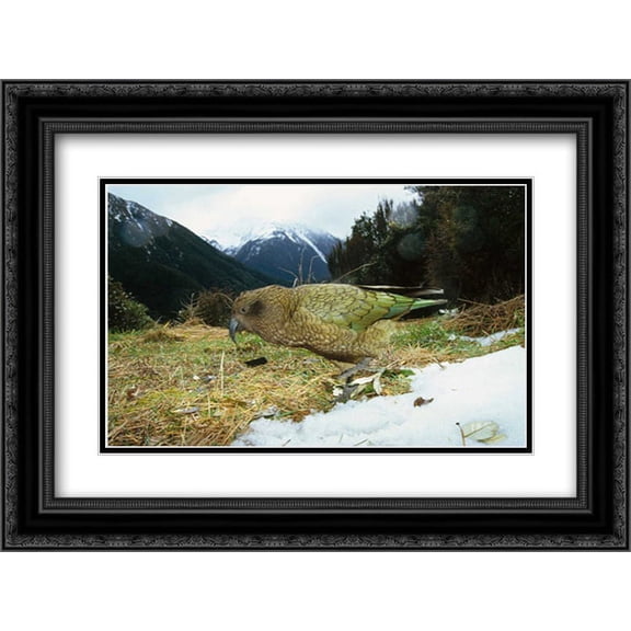 Kea parrot in alpine scrub, Arthurs Pass National Park, New Zealand 2x Matted 24x18 Black Ornate Framed Art Print by De Roy, Tui