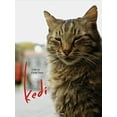 thumbnail image 1 of Kedi (DVD), Oscilloscope, Documentary, 1 of 1