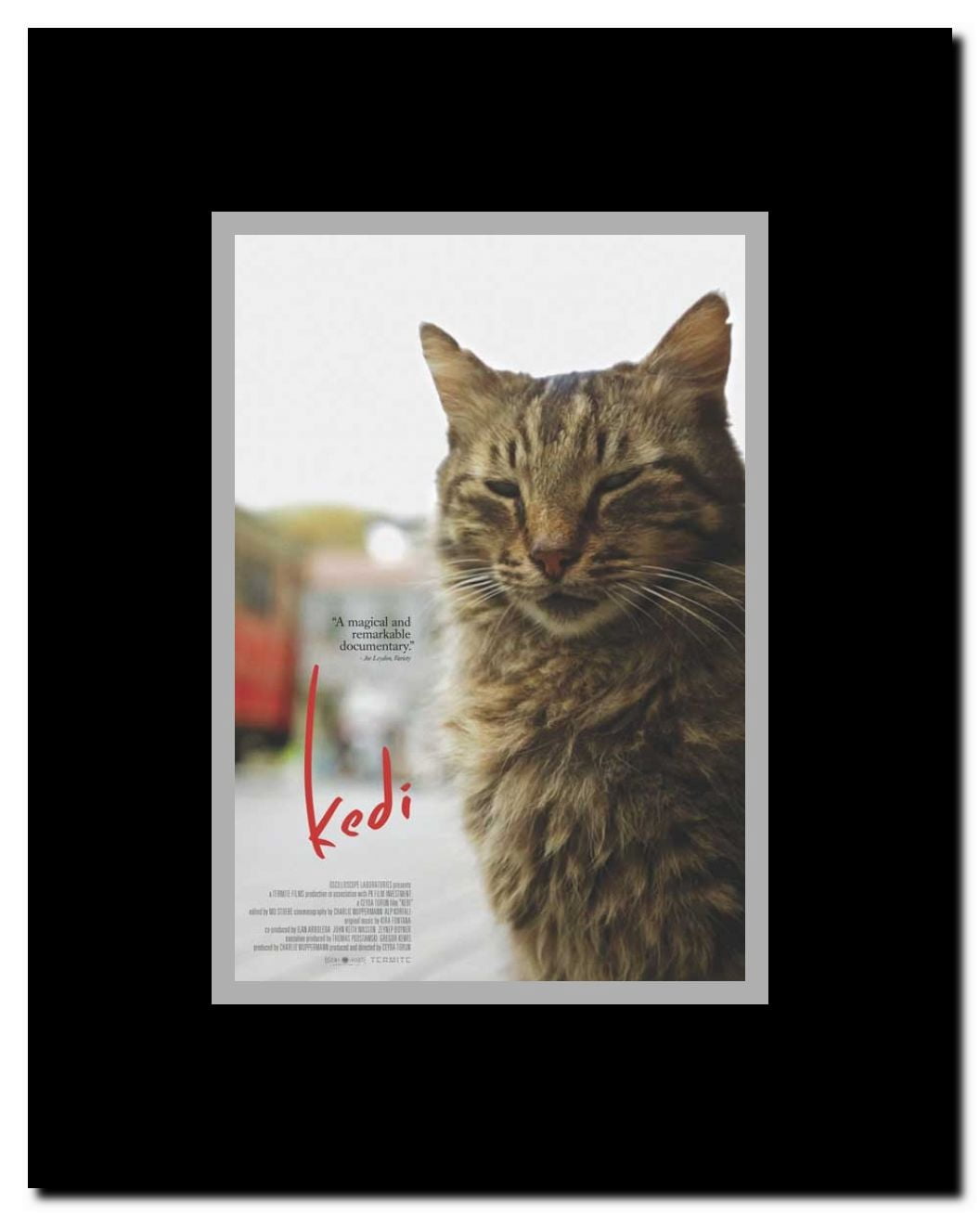Kedi Framed Movie Poster