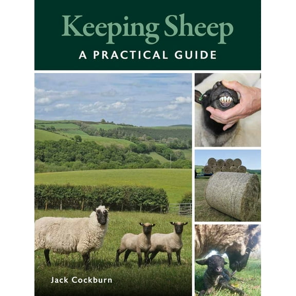Keeping Sheep (Paperback)