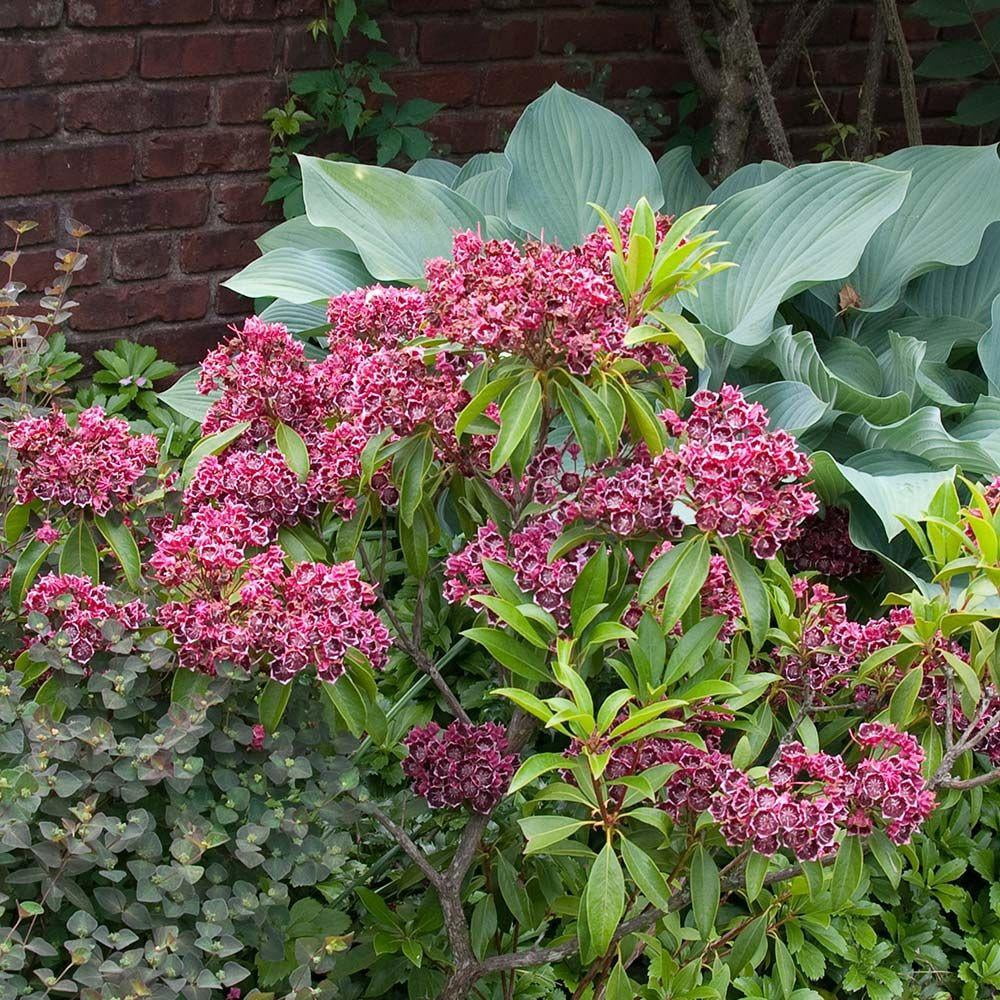 Pink Evergreen Plants