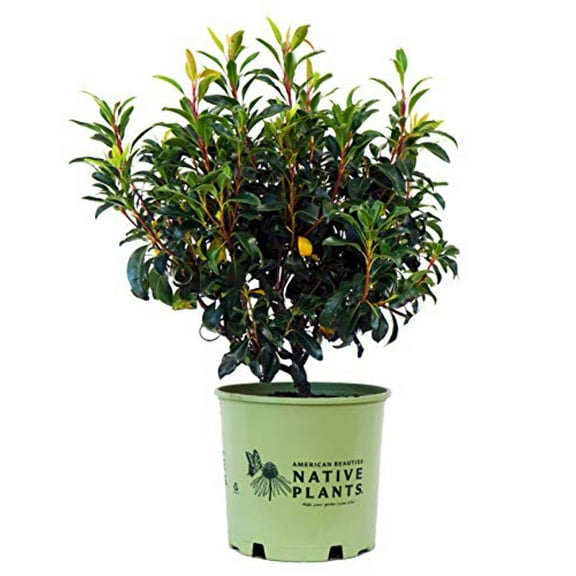 Keepsake Mountain Laurel