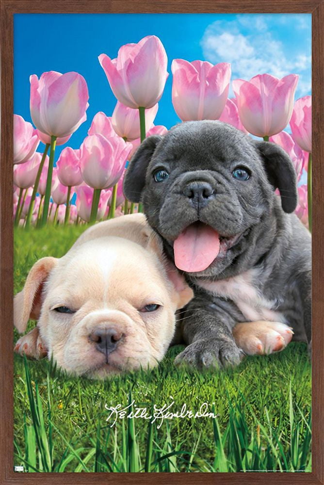 Keith Kimberlin - Bulldog Puppies Wall Poster, 14.725" x 22.375", Framed