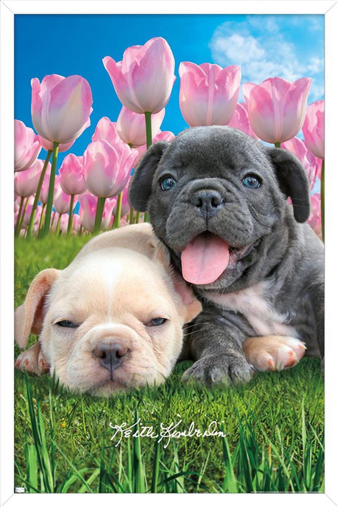 Keith Kimberlin - Bulldog Puppies Wall Poster, 22.375" x 34", Framed