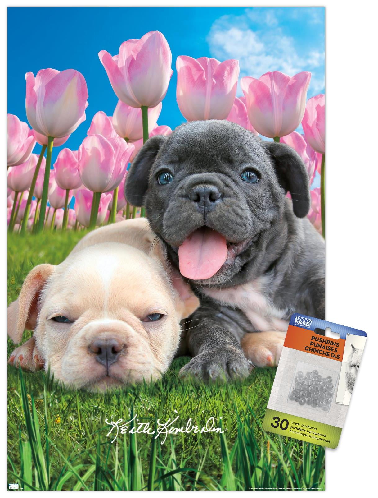 Keith Kimberlin - Bulldog Puppies Wall Poster with Pushpins, 14.725" x 22.375"