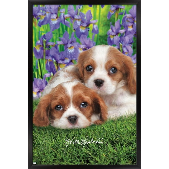 Keith Kimberlin - Cavalier King Charles Puppies Wall Poster, 14.725" x 22.375", Framed