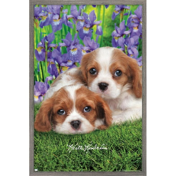Keith Kimberlin - Cavalier King Charles Puppies Wall Poster, 14.725" x 22.375", Framed