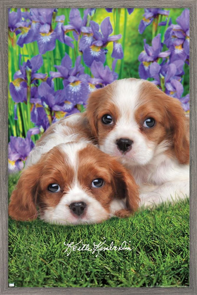 Keith Kimberlin - Cavalier King Charles Puppies Wall Poster, 22.375" x 34", Framed