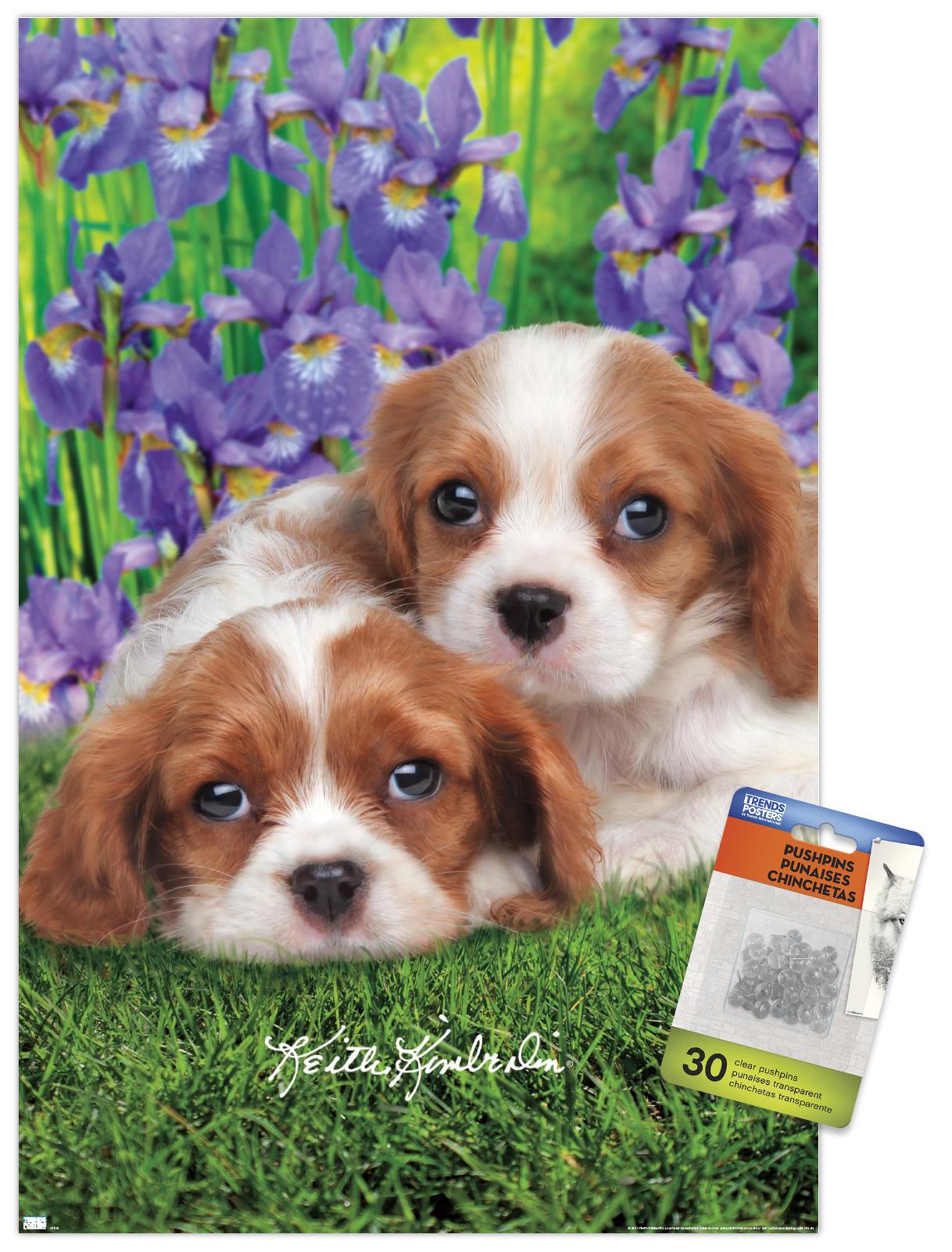 Keith Kimberlin - Cavalier King Charles Puppies Wall Poster with Pushpins, 14.725" x 22.375"