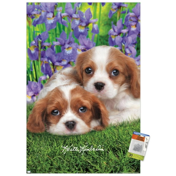 Keith Kimberlin - Cavalier King Charles Puppies Wall Poster with Pushpins, 22.375" x 34"