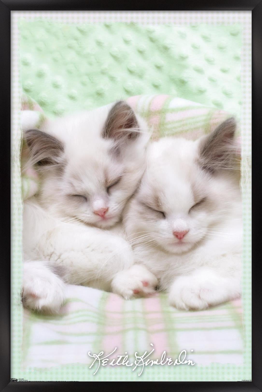 Keith Kimberlin - Kitten 09 Wall Poster, 14.725" x 22.375" Framed