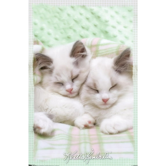 Keith Kimberlin - Kitten 09 Wall Poster, 14.725" x 22.375"