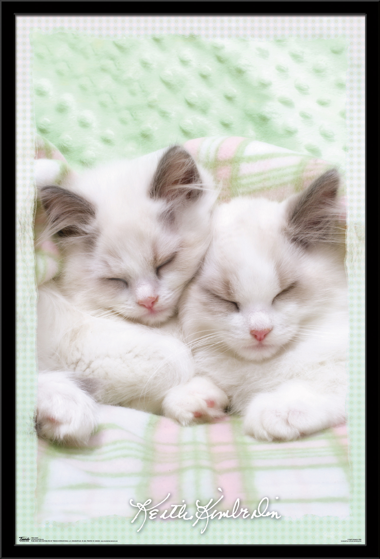 Keith Kimberlin - Kitten 09 Wall Poster, 22.375" x 34", Framed