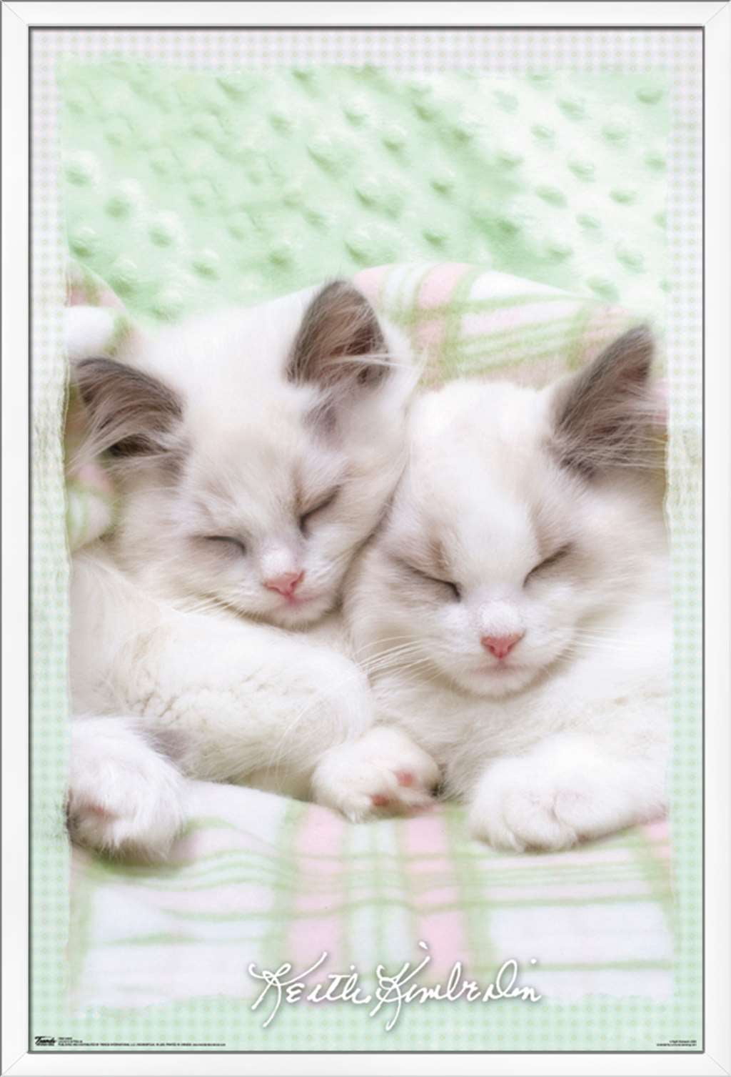 Keith Kimberlin - Kitten 09 Wall Poster, 22.375" x 34", Framed