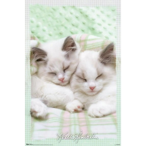 Keith Kimberlin - Kitten 09 Wall Poster, 22.375" x 34"