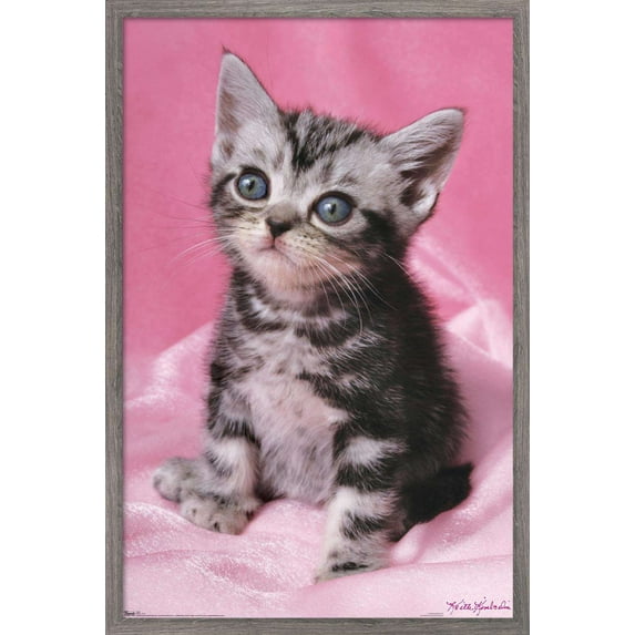 Keith Kimberlin - Kitten - Cute Wall Poster, 14.725" x 22.375", Framed