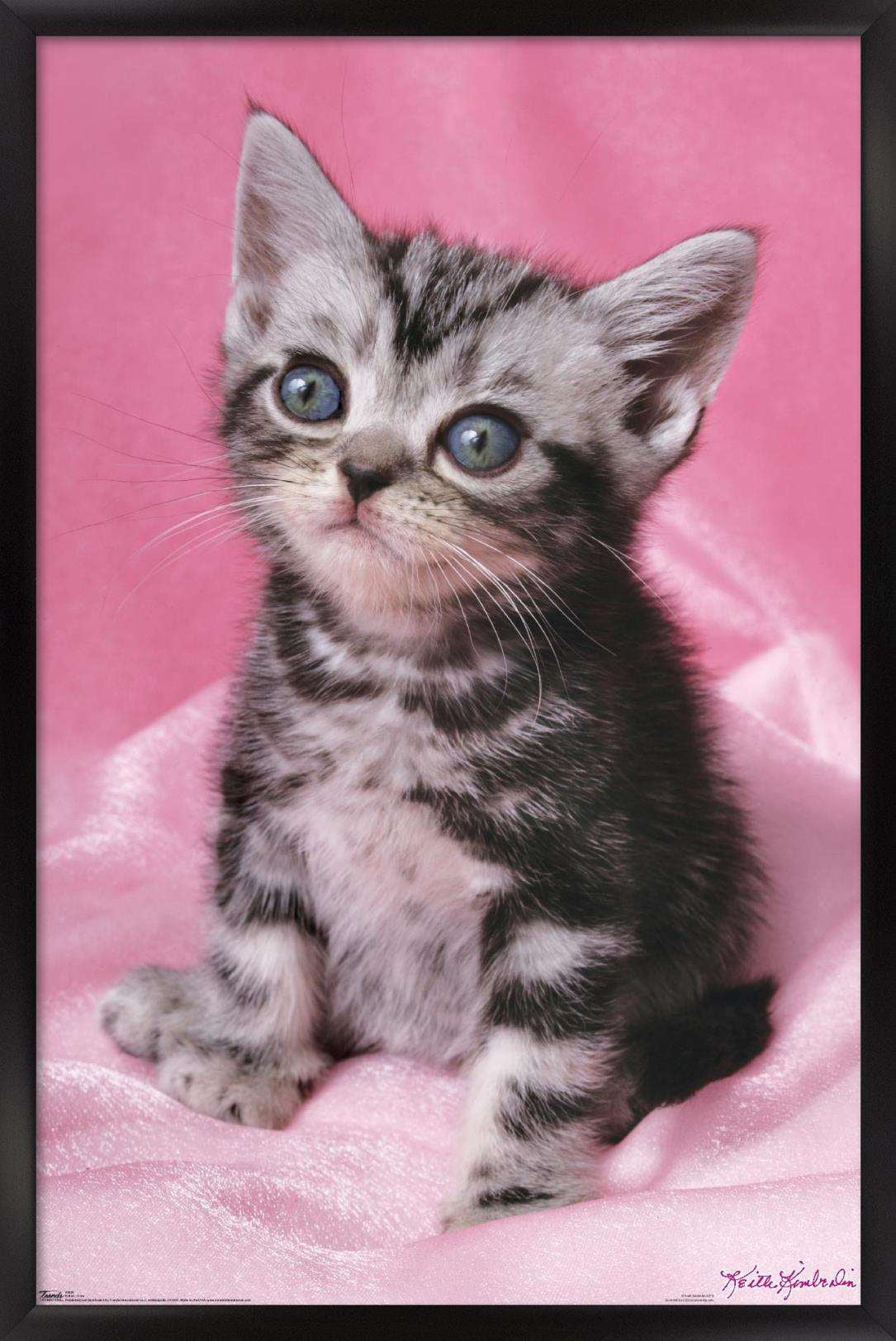 Keith Kimberlin - Kitten - Cute Wall Poster, 14.725" x 22.375", Framed