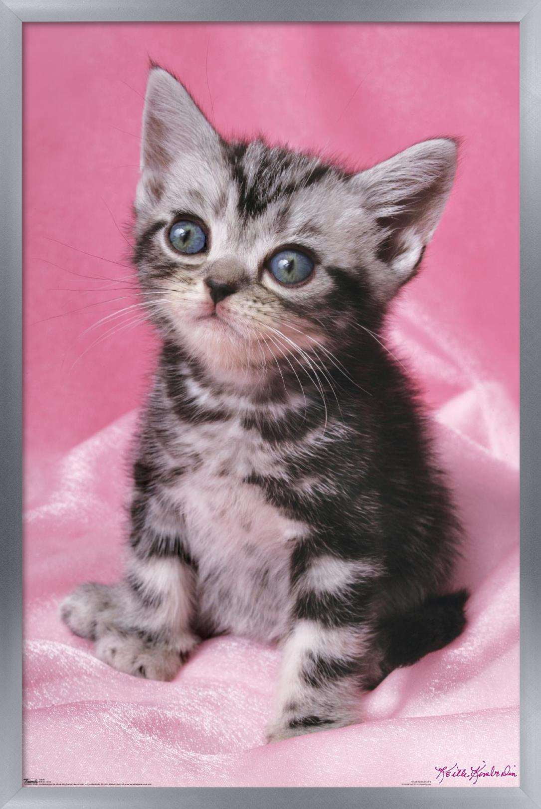 Keith Kimberlin - Kitten - Cute Wall Poster, 14.725" x 22.375", Framed