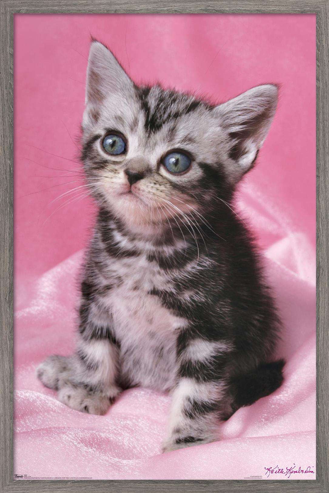 Keith Kimberlin - Kitten - Cute Wall Poster, 22.375" x 34", Framed
