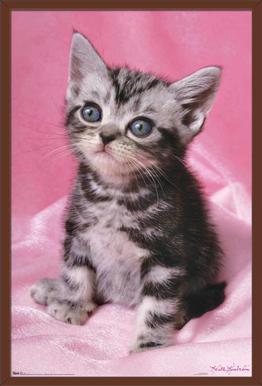 Keith Kimberlin - Kitten - Cute Wall Poster, 22.375" x 34", Framed