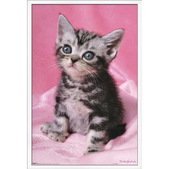 Keith Kimberlin - Kitten - Cute Wall Poster, 22.375" x 34", Framed