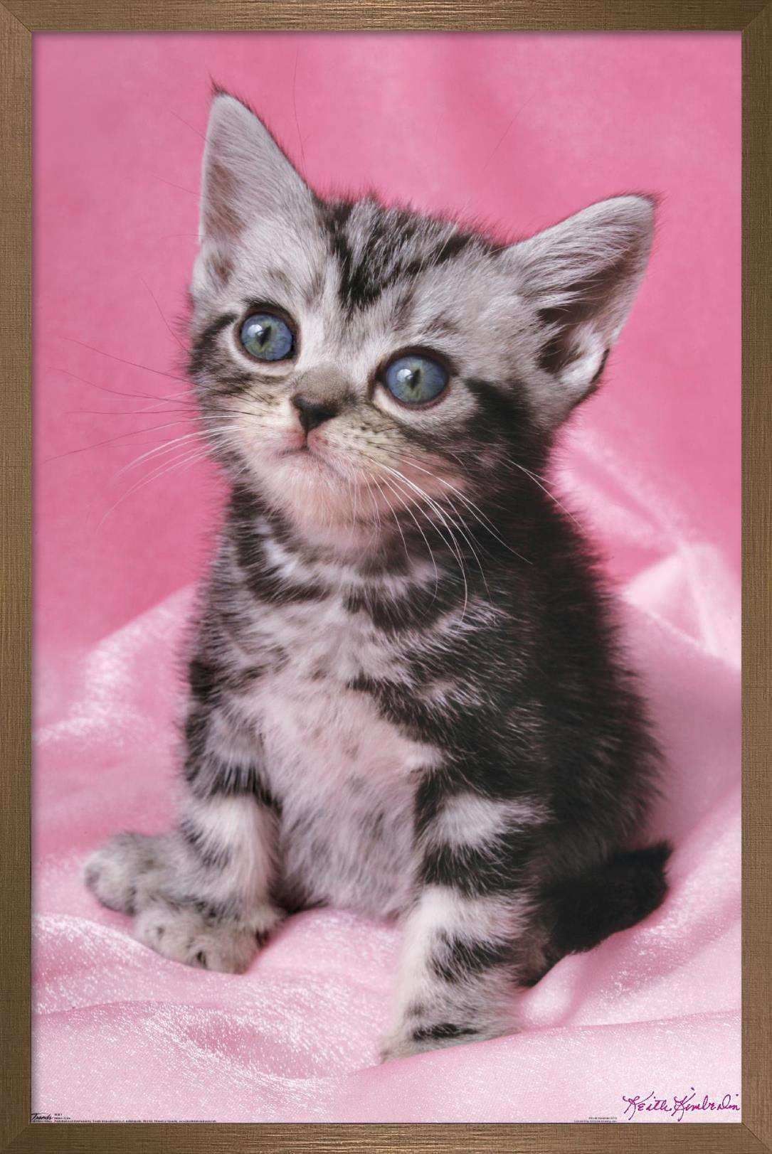 Keith Kimberlin - Kitten - Cute Wall Poster, 22.375" x 34", Framed