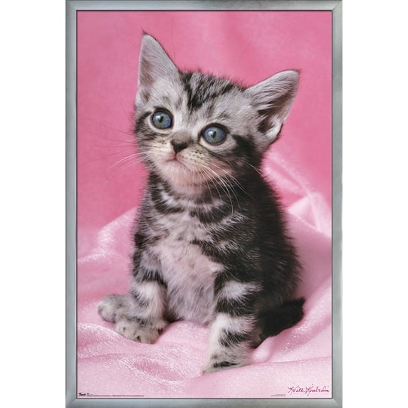 Keith Kimberlin - Kitten - Cute Wall Poster, 22.375" x 34", Framed