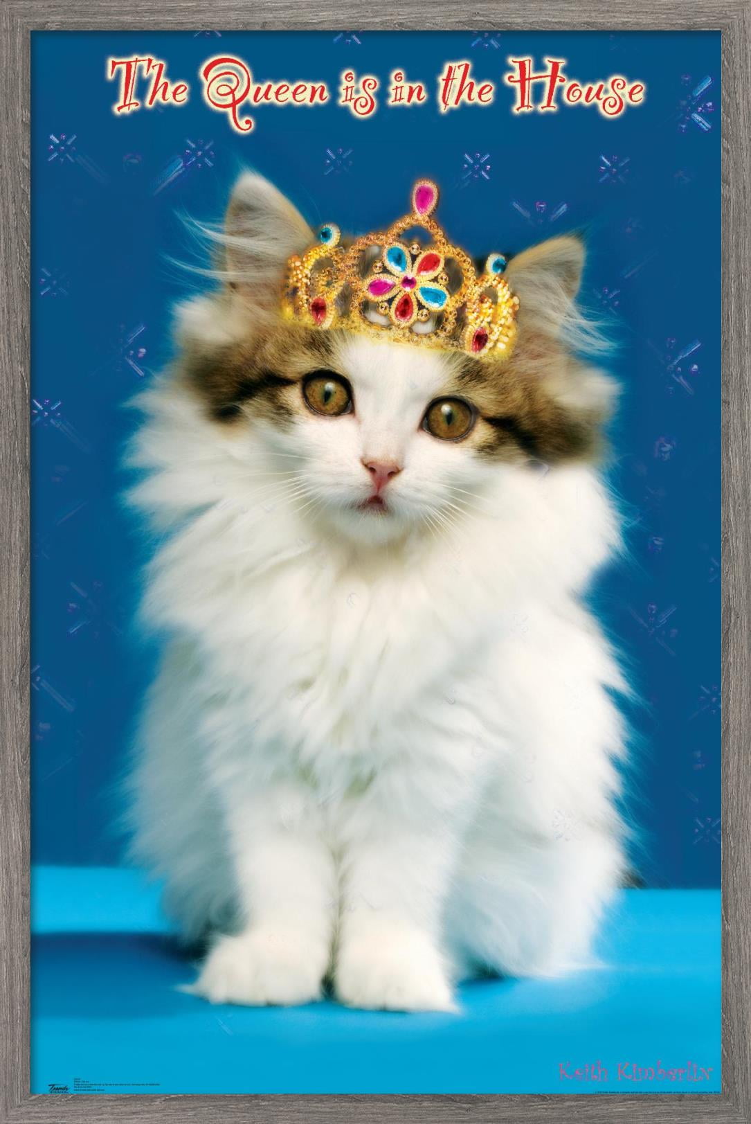 Keith Kimberlin - Kitten - Queen Wall Poster, 14.725" x 22.375", Framed