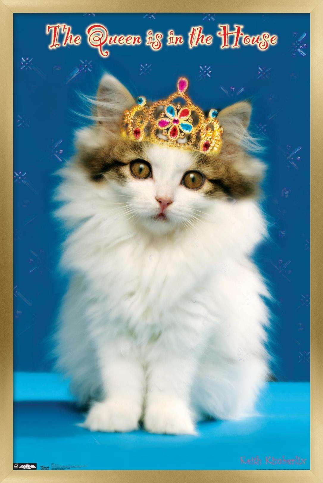 Keith Kimberlin - Kitten - Queen Wall Poster, 14.725" x 22.375", Framed