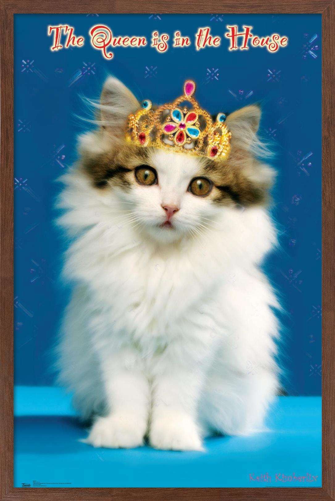 Keith Kimberlin - Kitten - Queen Wall Poster, 14.725" x 22.375", Framed