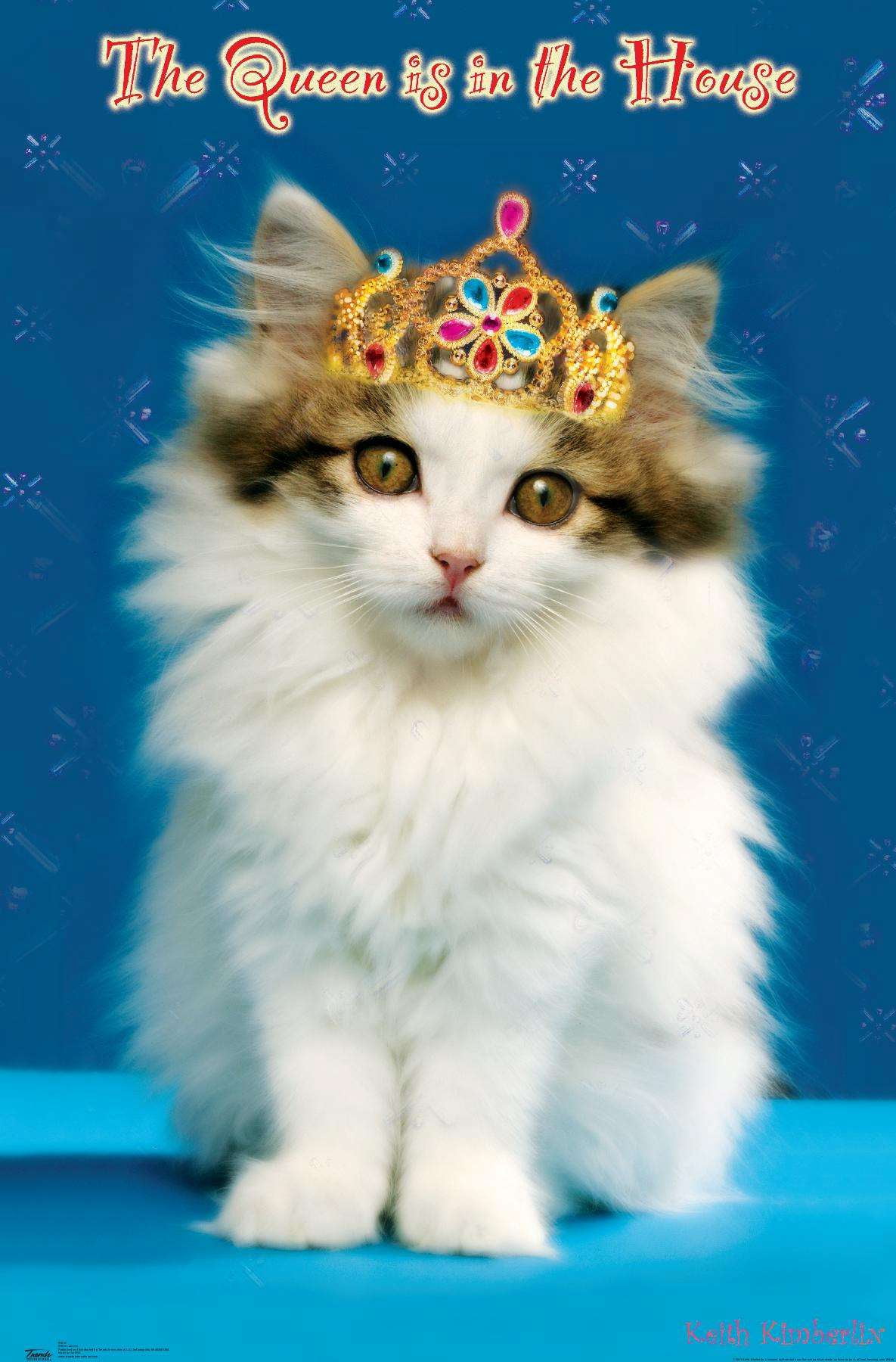 Keith Kimberlin - Kitten - Queen Wall Poster, 14.725" x 22.375"