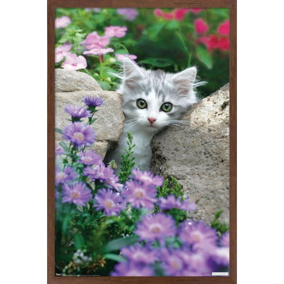 Keith Kimberlin - Kitten - Stones and Flowers Wall Poster, 14.725" x 22.375", Framed