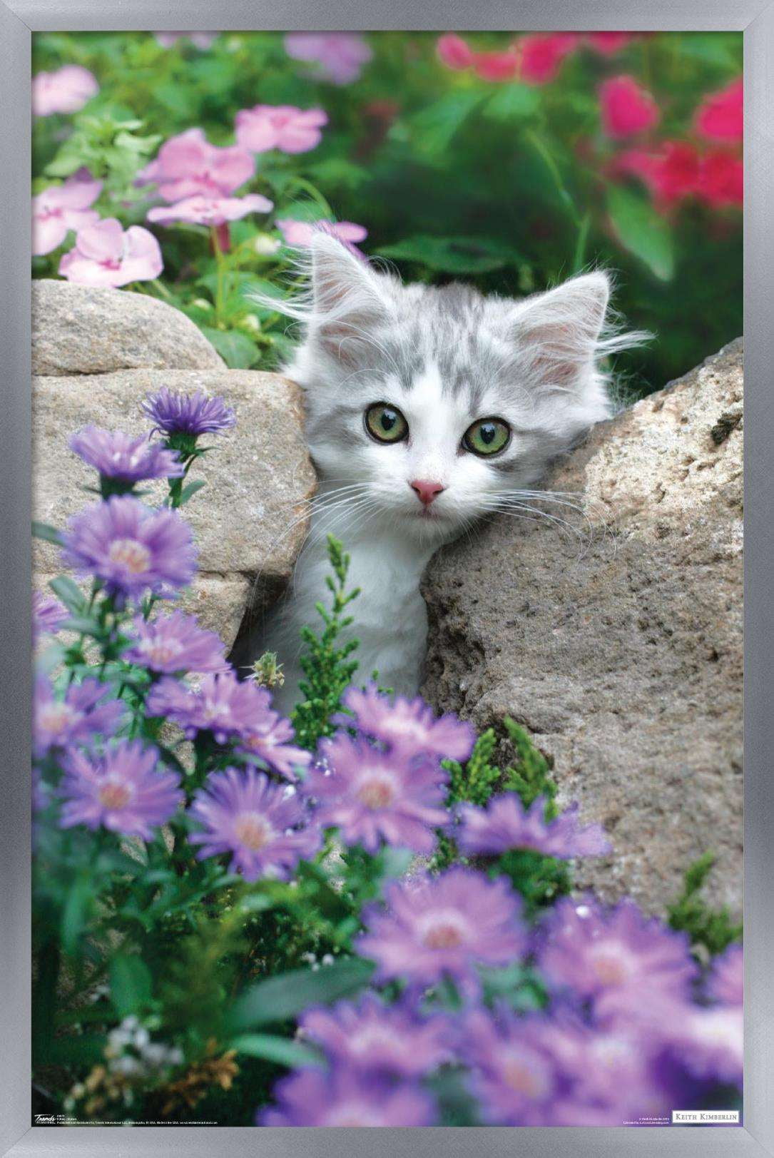 Keith Kimberlin - Kitten - Stones and Flowers Wall Poster, 14.725" x 22.375", Framed