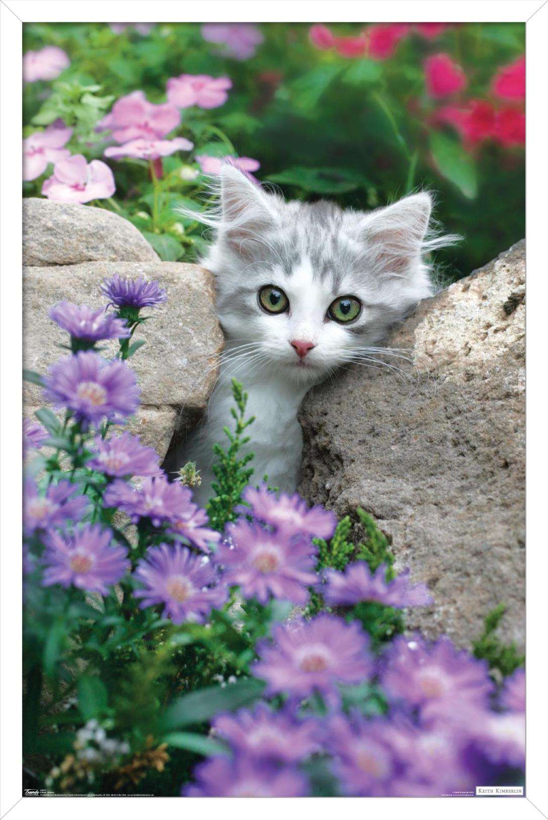 Keith Kimberlin - Kitten - Stones and Flowers Wall Poster, 14.725" x 22.375", Framed