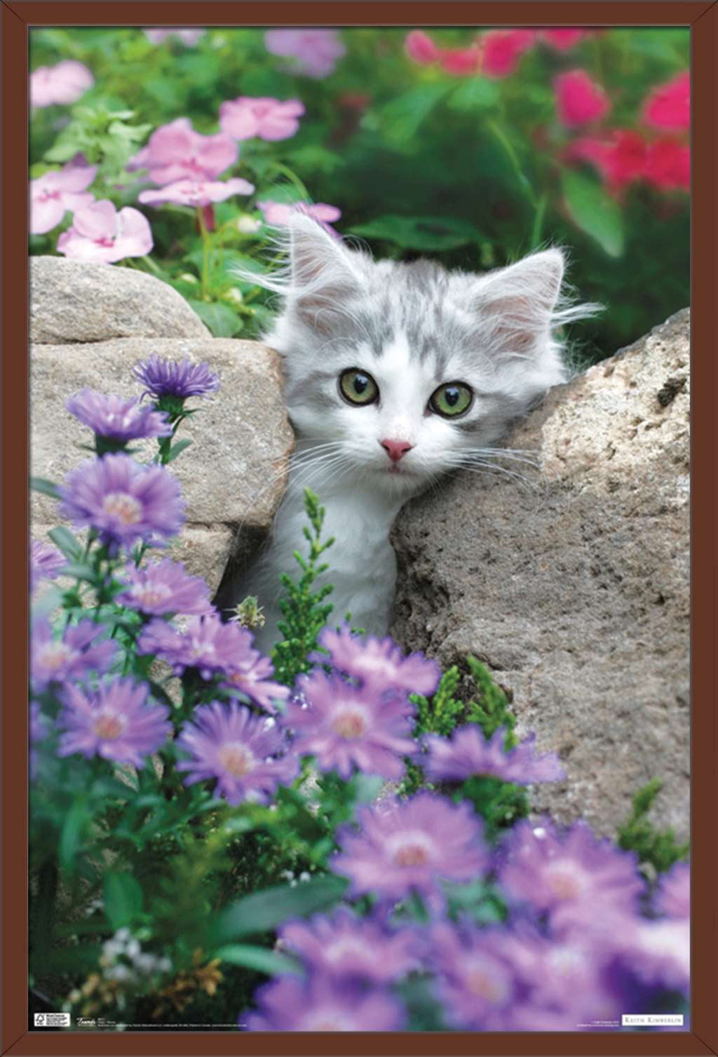 Keith Kimberlin - Kitten - Stones and Flowers Wall Poster, 22.375" x 34", Framed