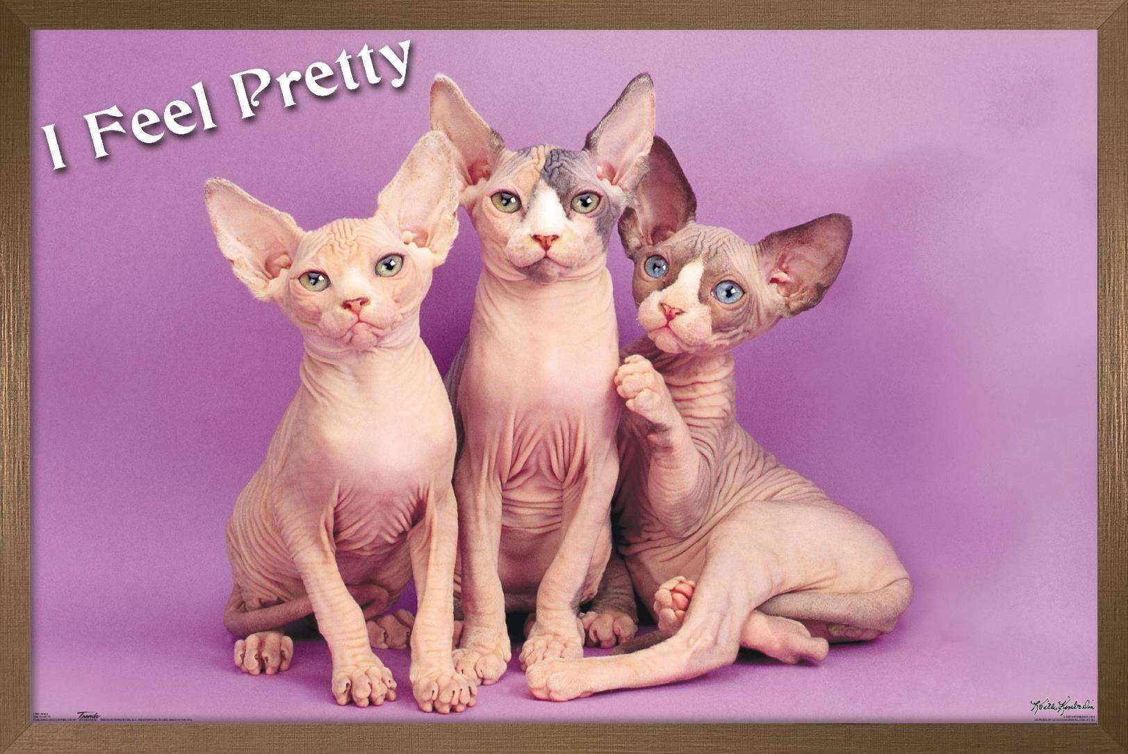 Keith Kimberlin - Kittens - Pretty Kitty Wall Poster, 14.725" x 22.375", Framed