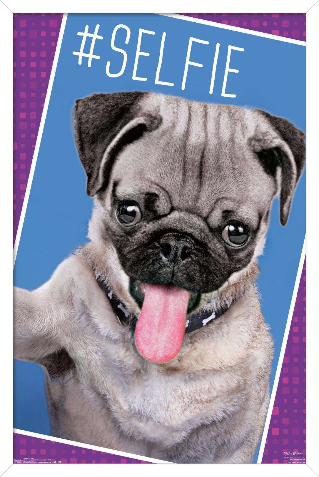 Keith Kimberlin - Kittens - Pug - Selfie Wall Poster, 14.725" x 22.375", Framed
