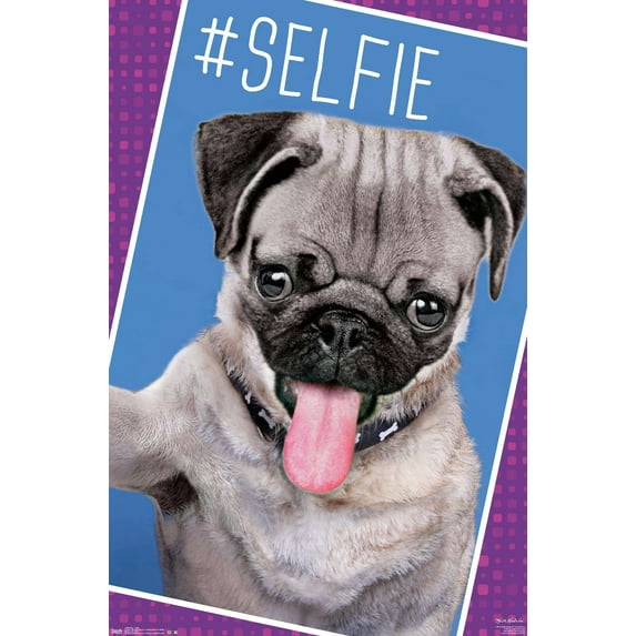 Keith Kimberlin - Kittens - Pug - Selfie Wall Poster, 14.725" x 22.375"