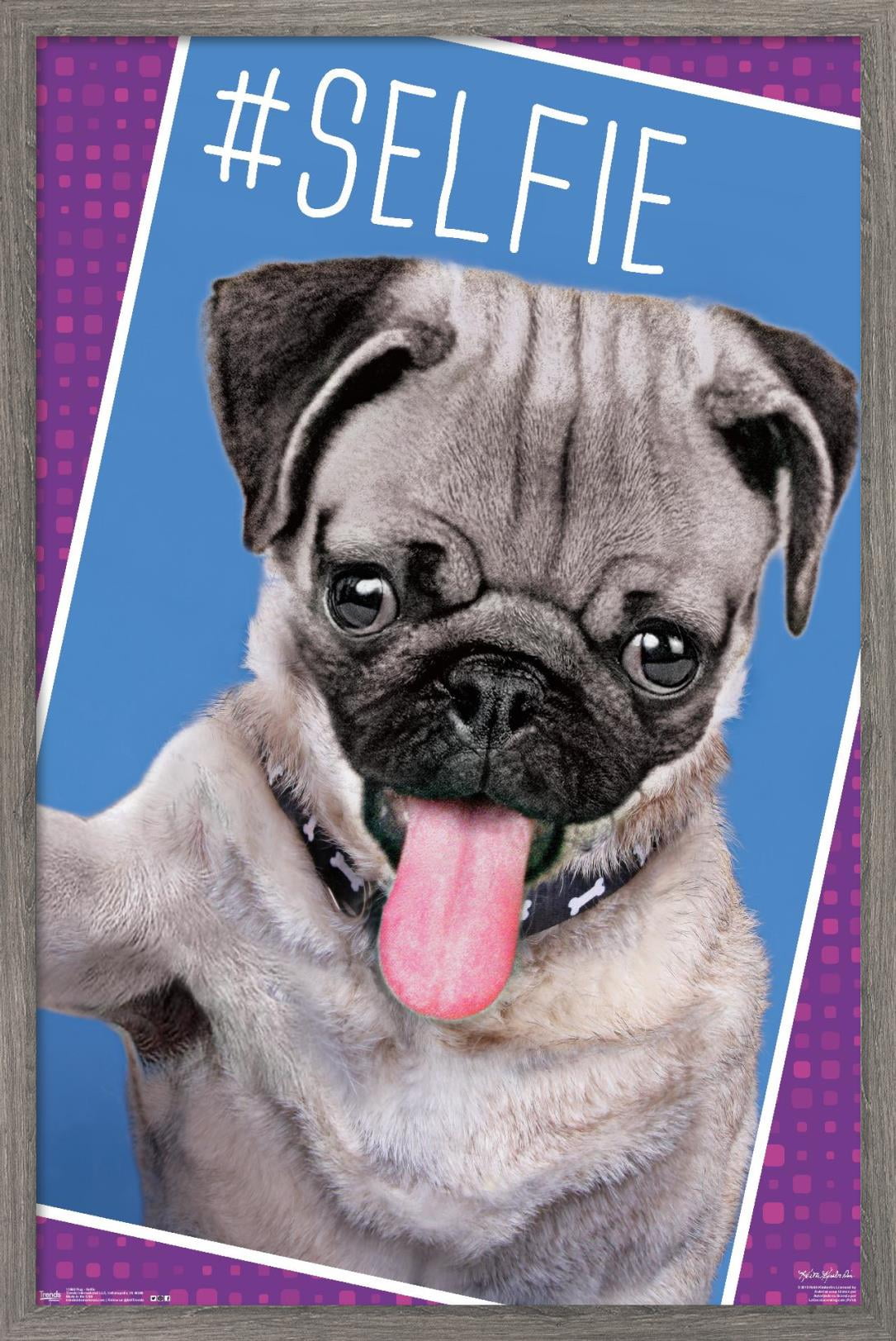 Keith Kimberlin - Kittens - Pug - Selfie Wall Poster, 22.375" x 34", Framed
