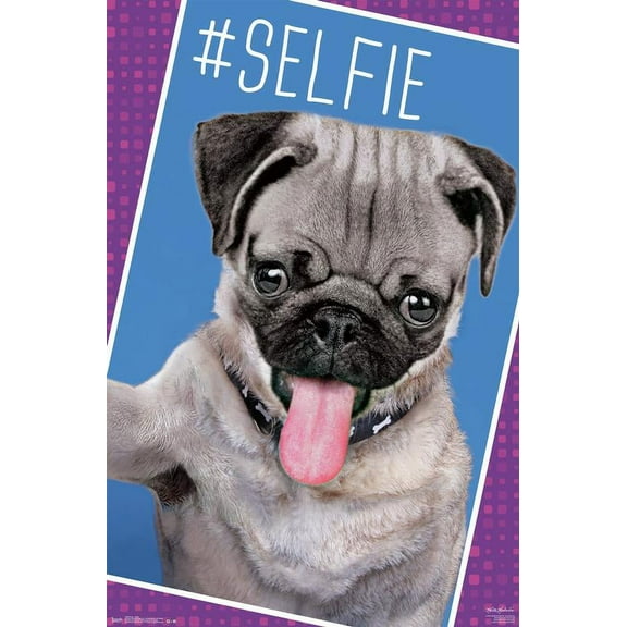 Keith Kimberlin - Kittens - Pug - Selfie Wall Poster, 22.375" x 34"