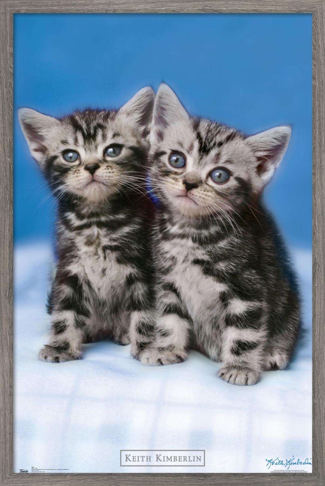 Keith Kimberlin - Kittens - Twins Wall Poster, 14.725" x 22.375", Framed