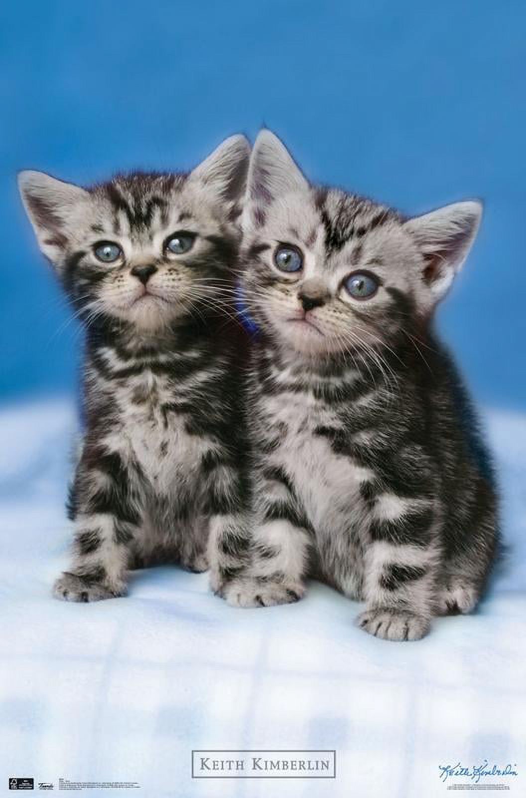Keith Kimberlin - Kittens - Twins Wall Poster, 22.375" x 34"