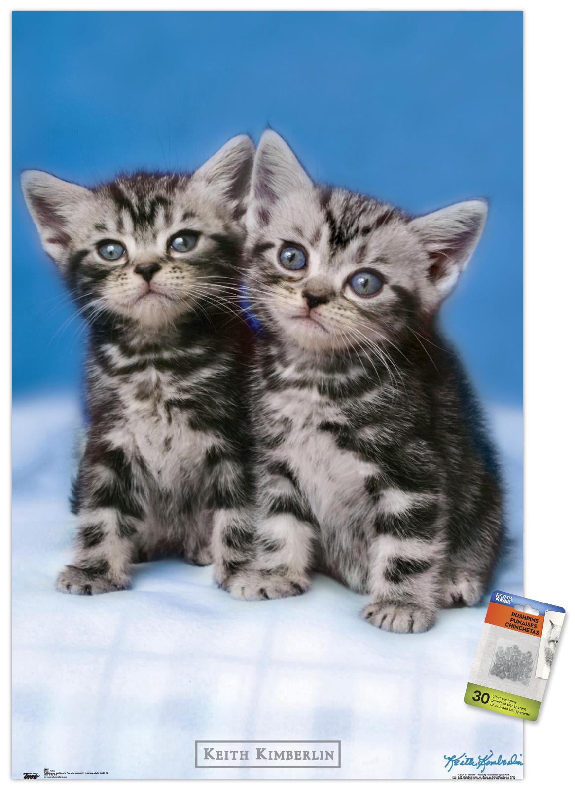 Keith Kimberlin - Kittens - Twins Wall Poster with Push Pins, 22.375" x 34"