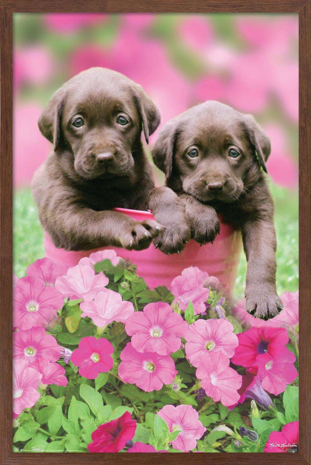 Keith Kimberlin - Labs Wall Poster, 14.725