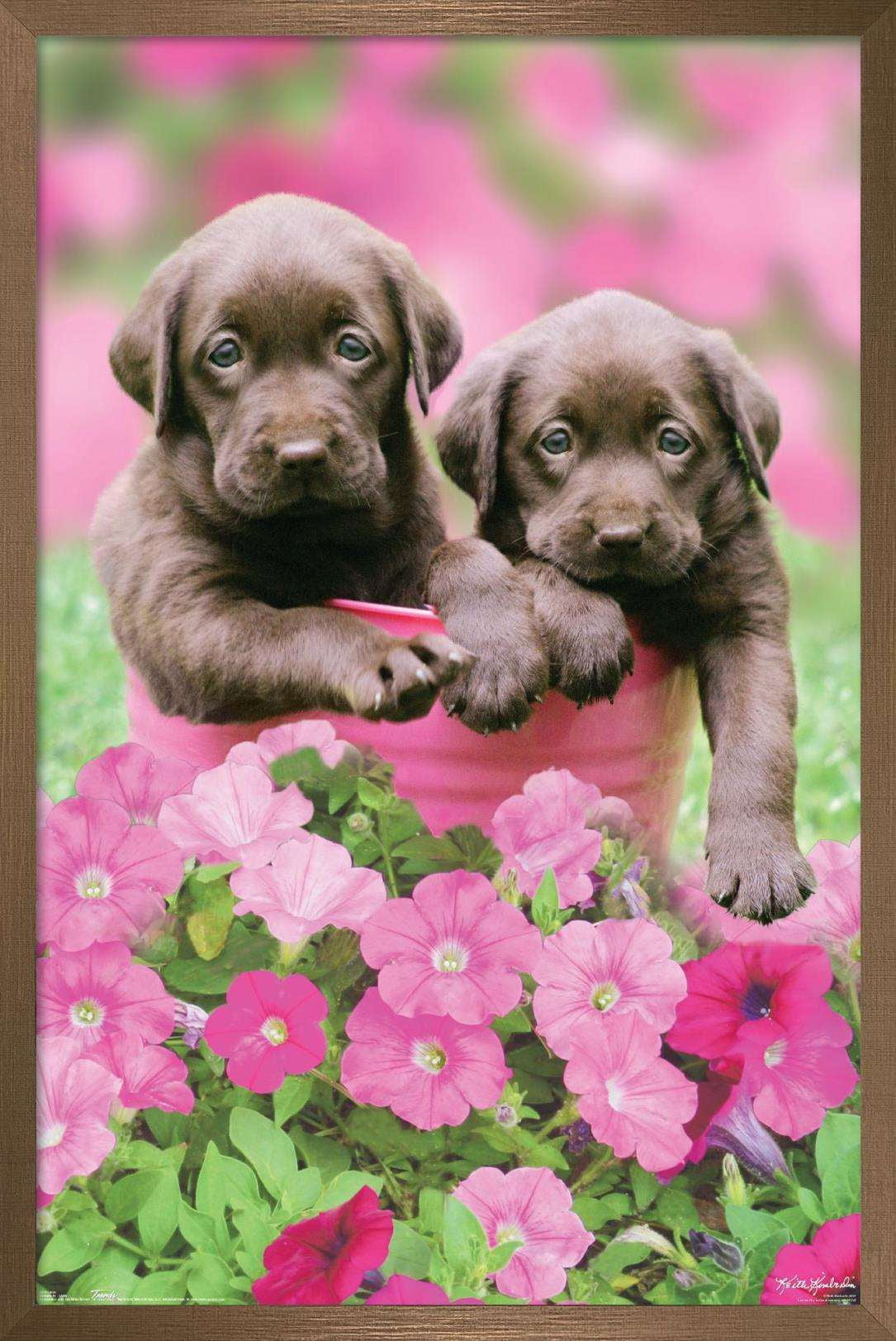 Keith Kimberlin - Labs Wall Poster, 14.725" x 22.375", Framed