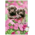 thumbnail image 1 of Keith Kimberlin - Labs Wall Poster, 14.725" x 22.375", 1 of 5