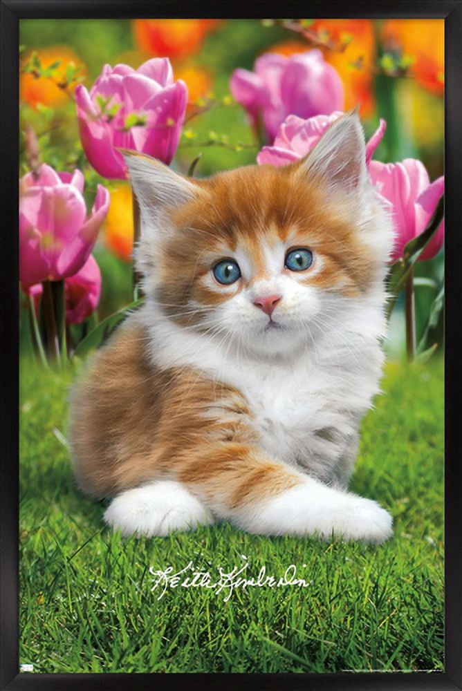 Keith Kimberlin - Maine Coon Kitten Wall Poster, 14.725" x 22.375", Framed